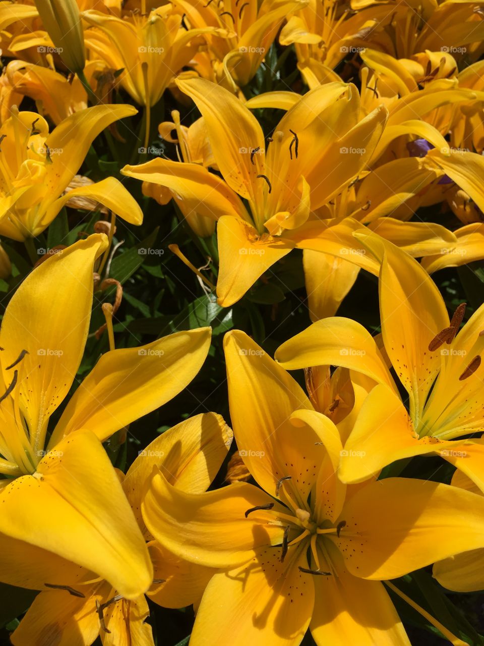 Yellow lilies