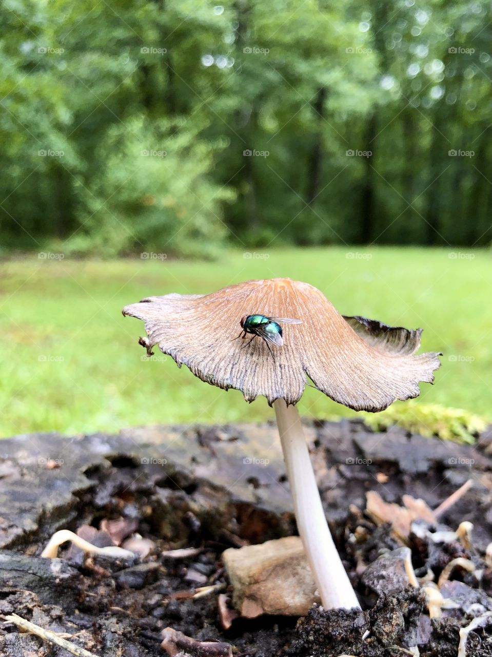 Iridescent fly on mushroom on tree stump