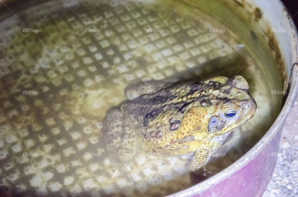 Frog Sitting In Container With Water