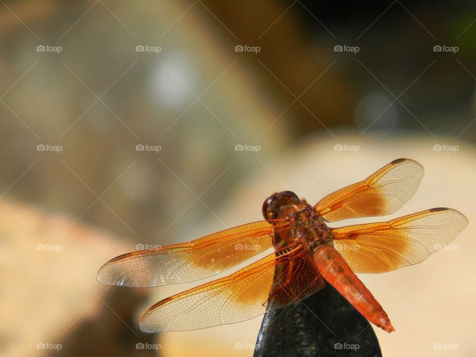 Dragonfly
