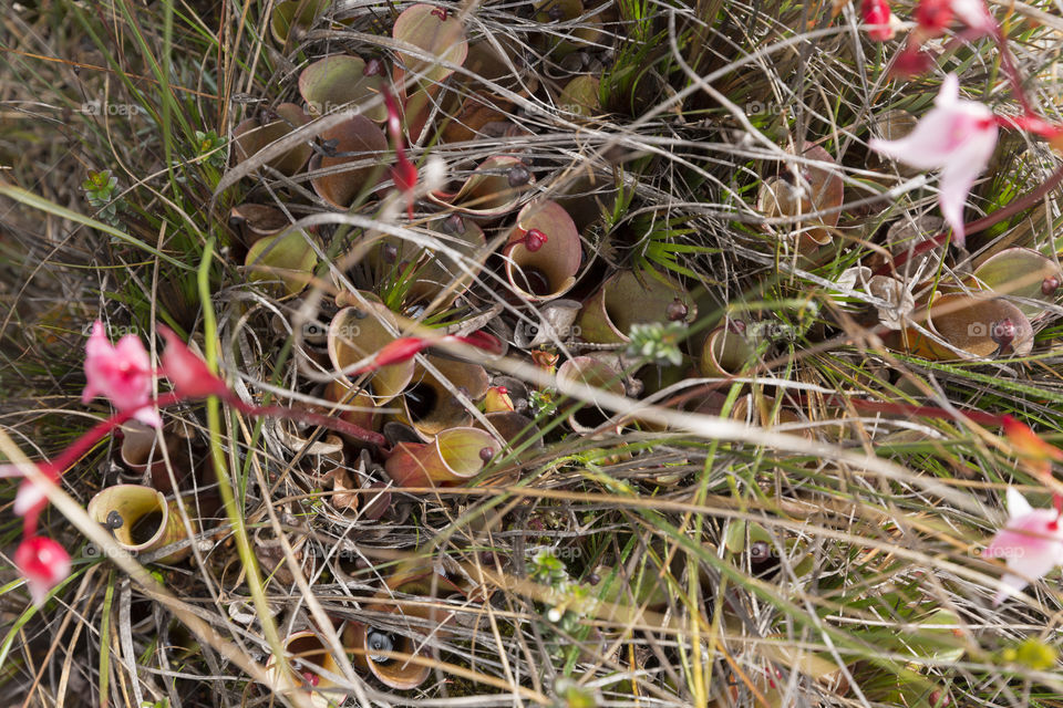 Carnivorous Pitcher Plant, Heliamphora nutans, Mount Roraima, Canaima National Park.