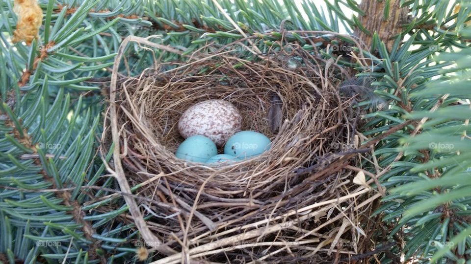 Bird Nest