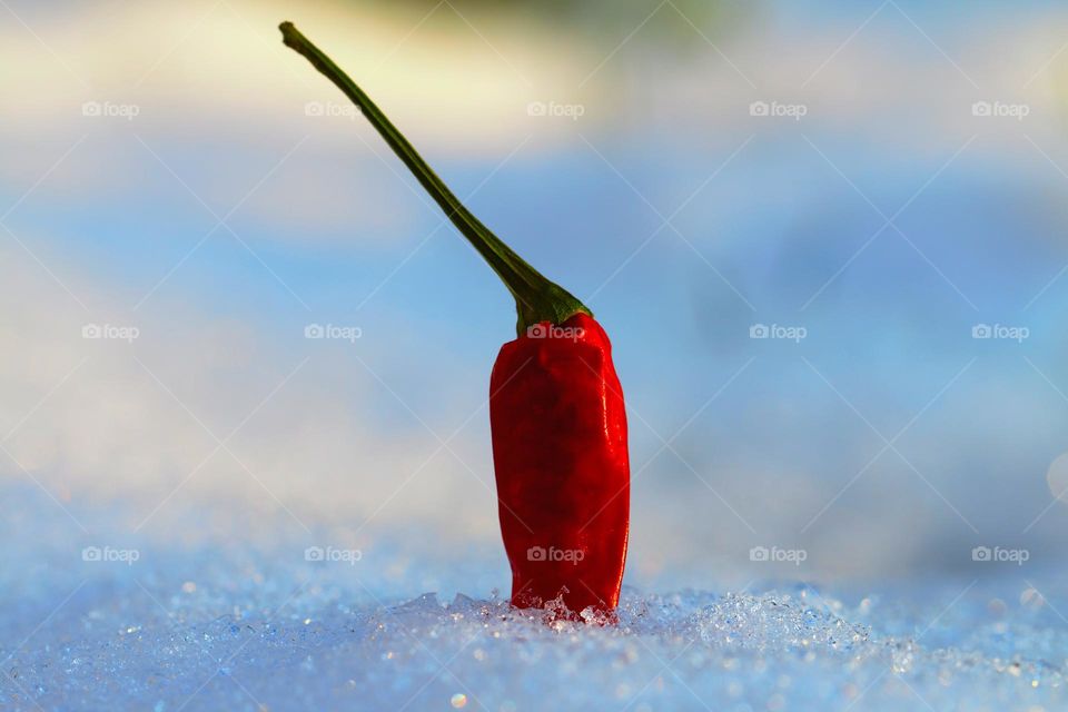 Chilischote im Schnee