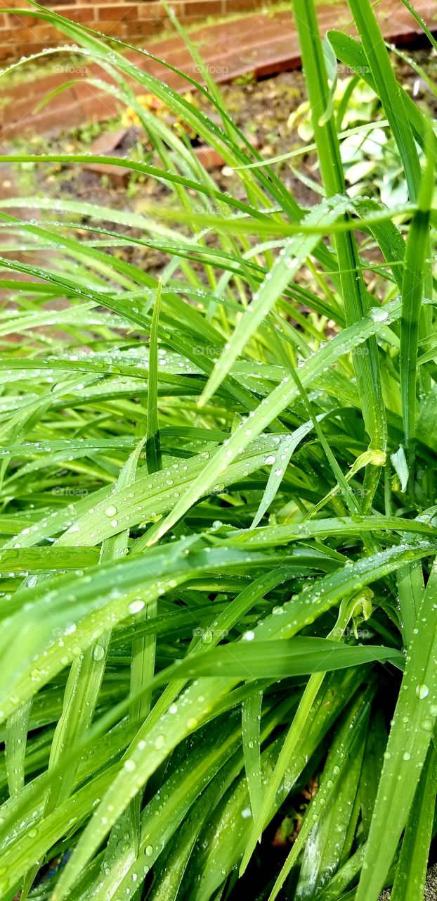 Raindrops on the grass