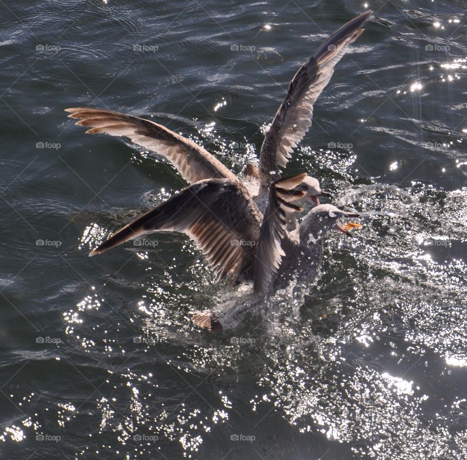 Bird, No Person, Water, Wildlife, Seagulls