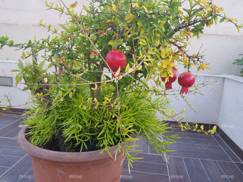 pomegranate on a tree grown from seed in a pot