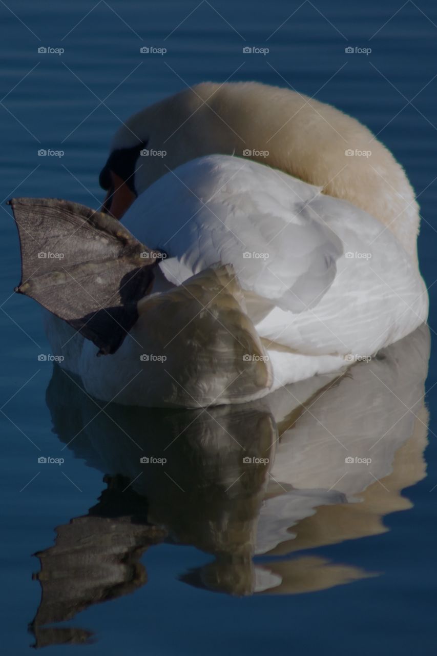 Swan swimming in lake