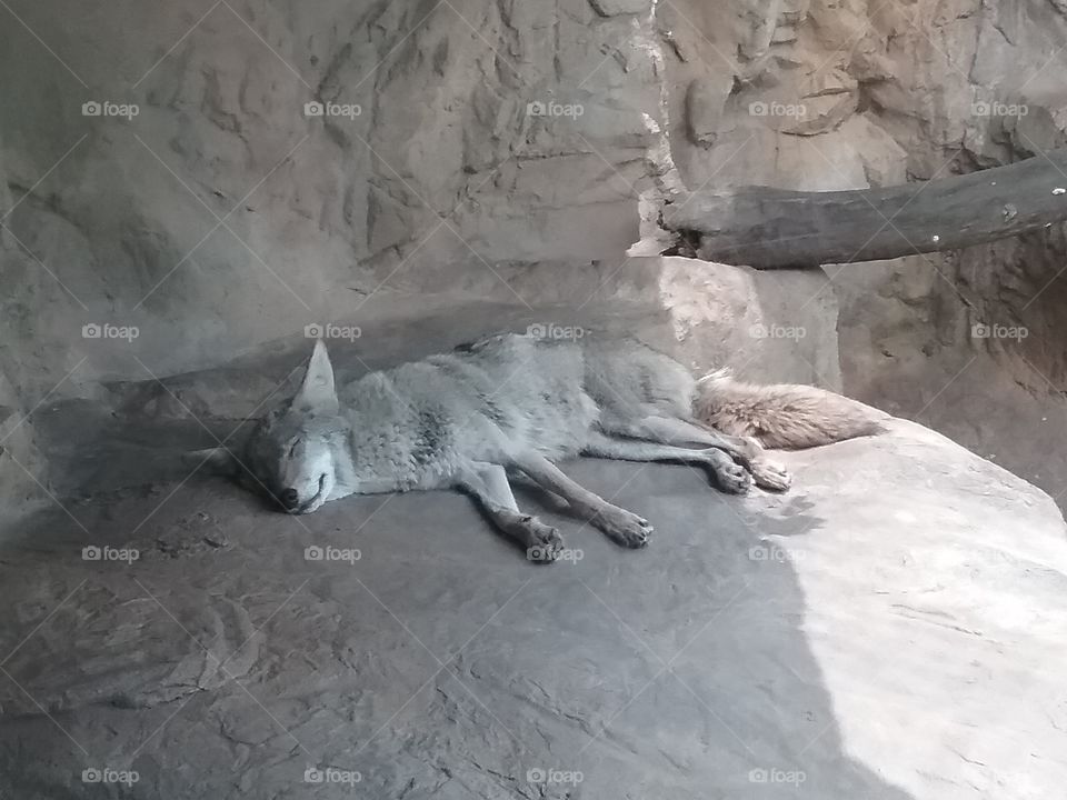 Another sleeping coyote.