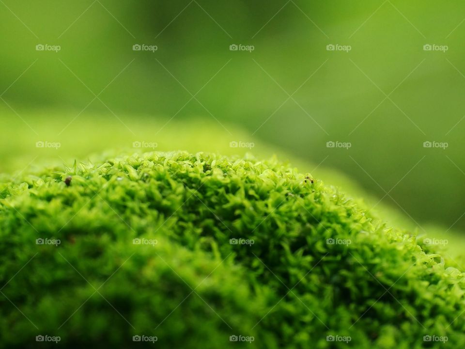 Moss