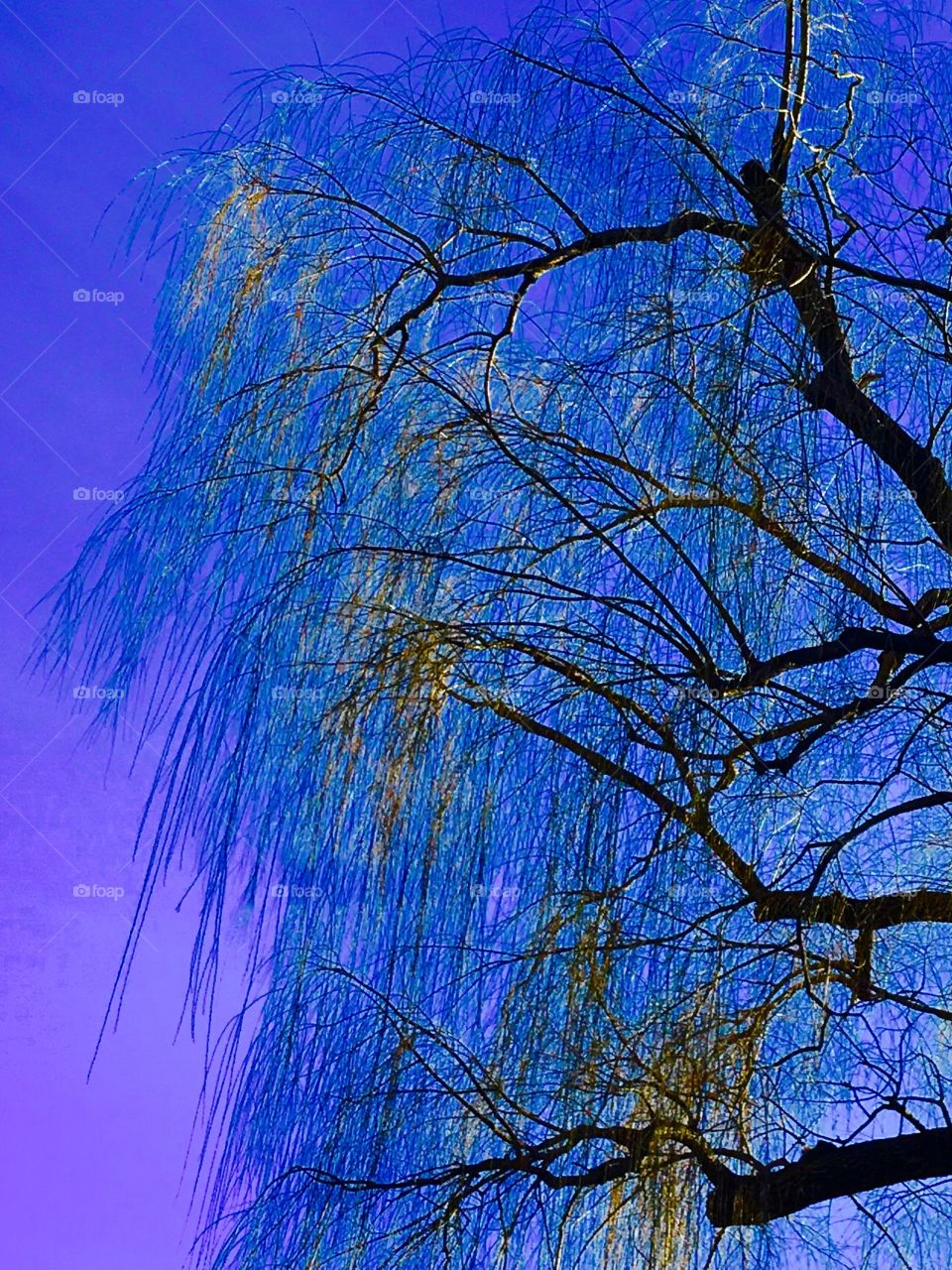 Weeping Willow