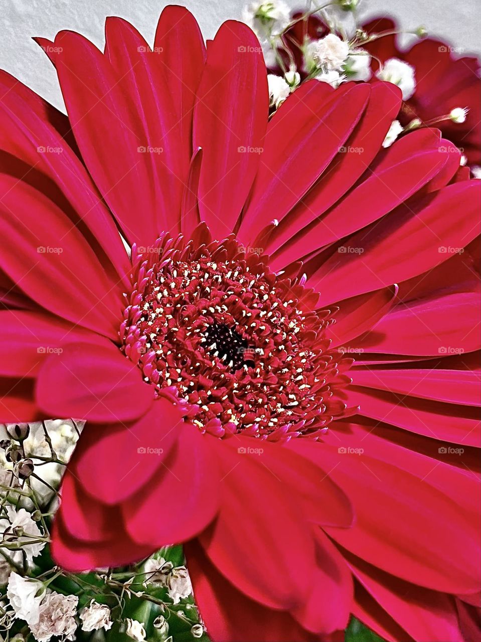 Gerbera Daisy