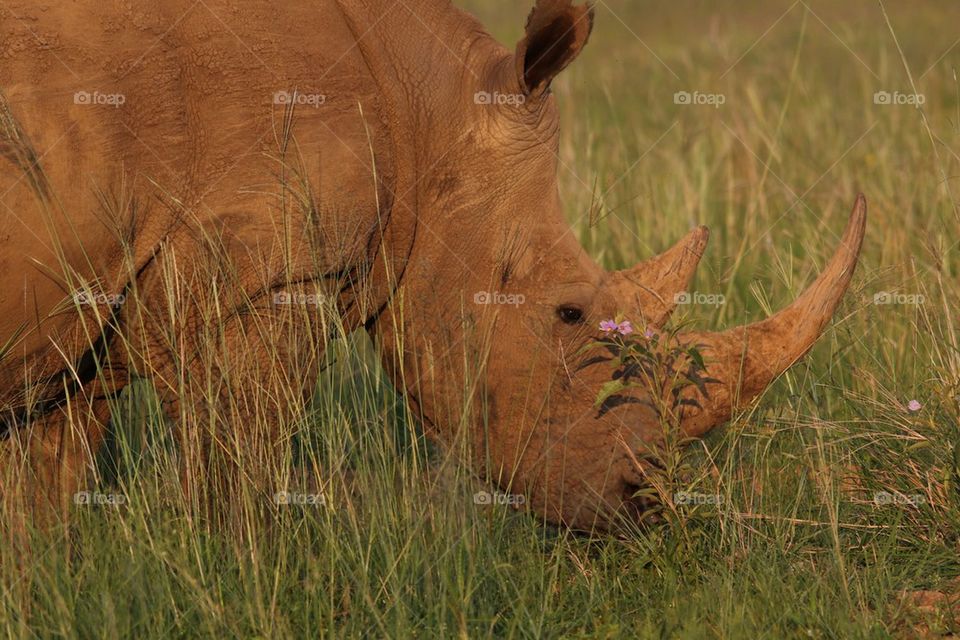 Pretty rhino