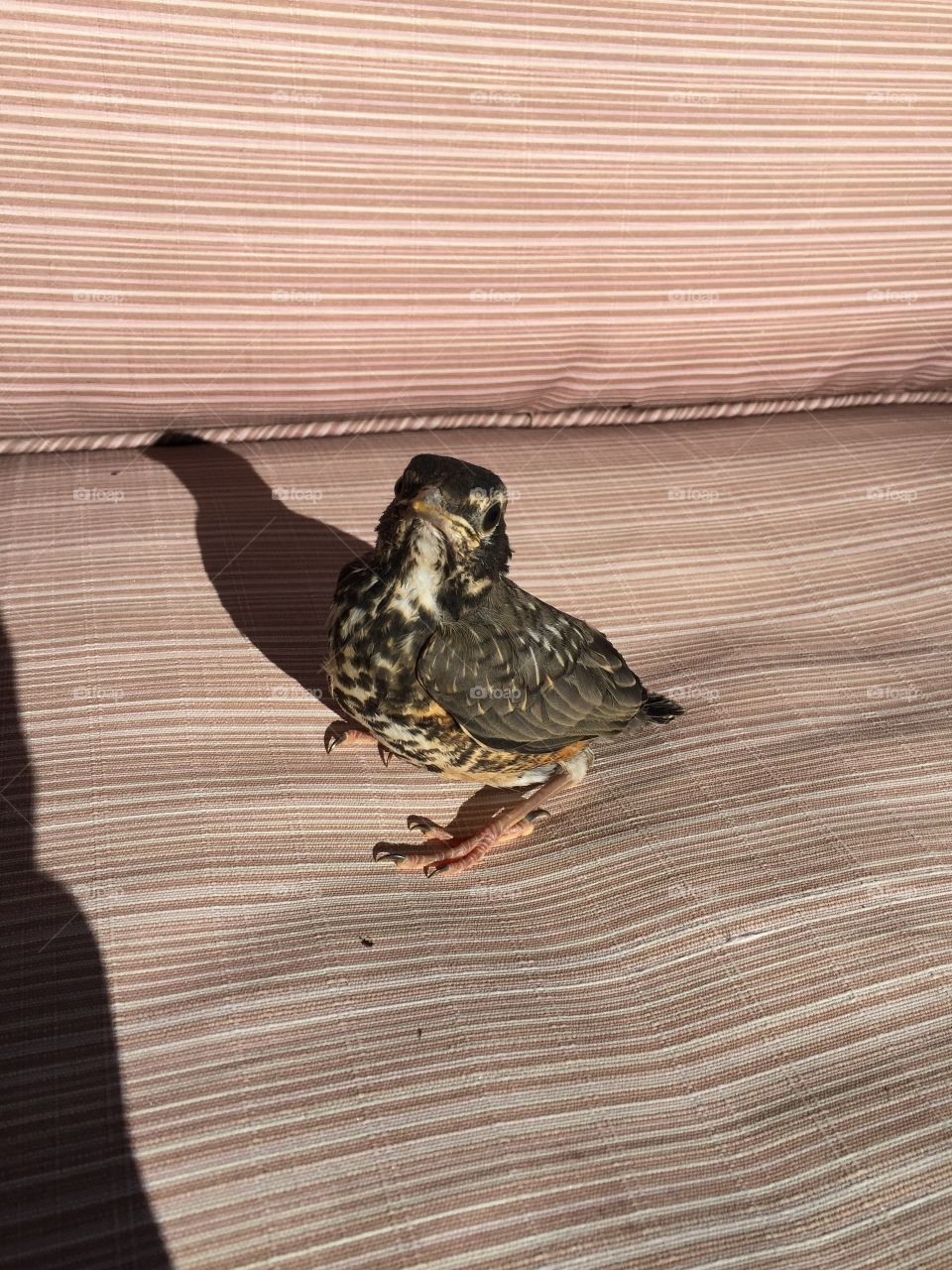 Fledgling robin