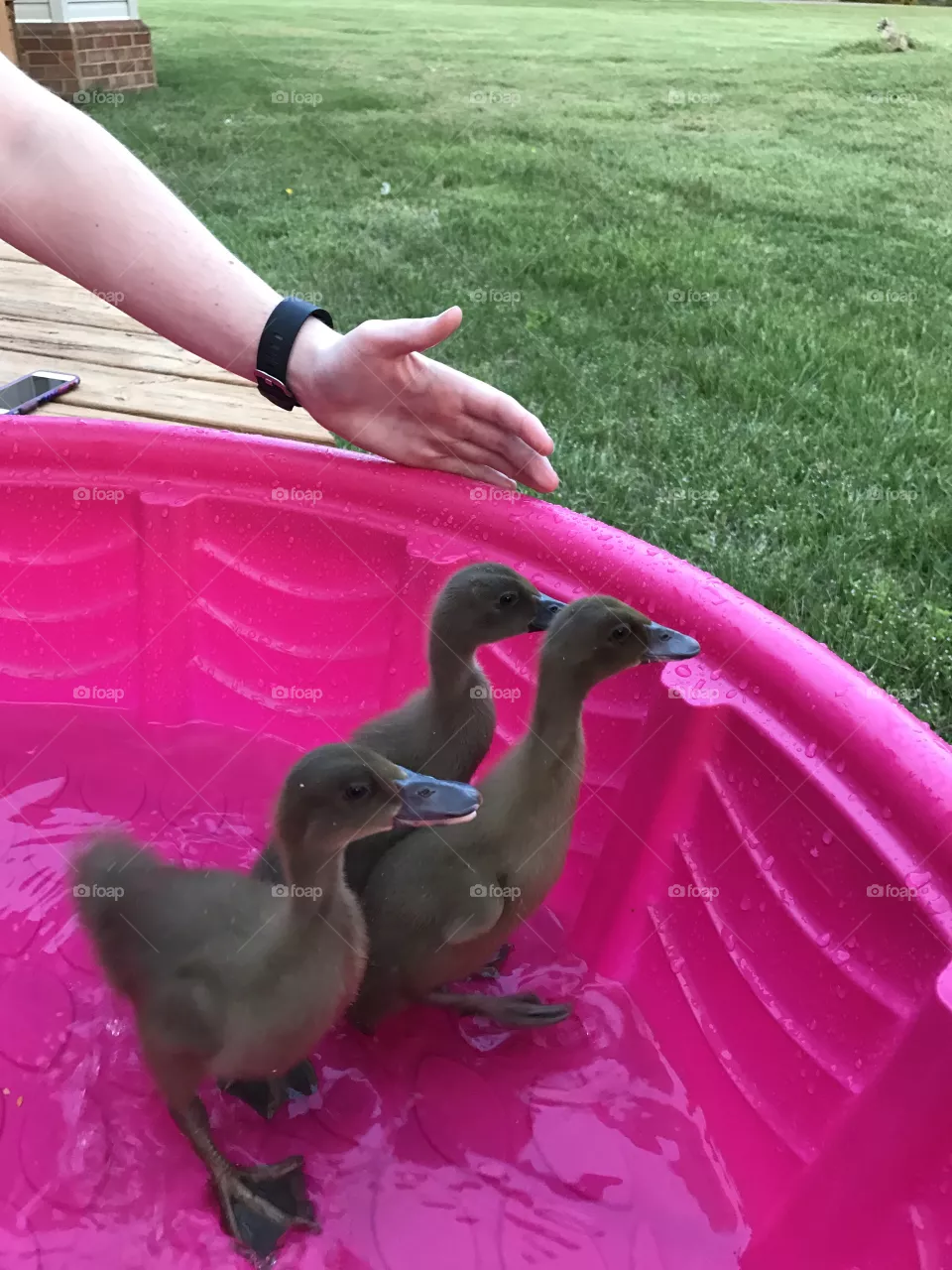 Ducks 