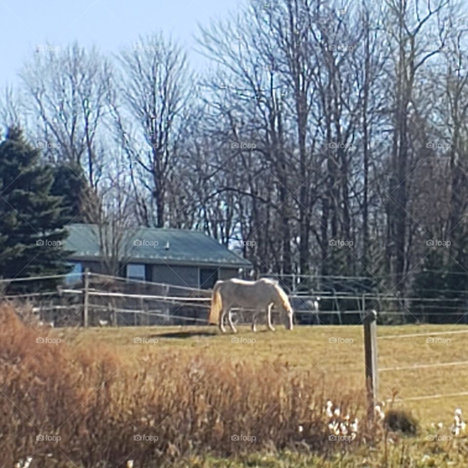 White Horse Grazing in Field