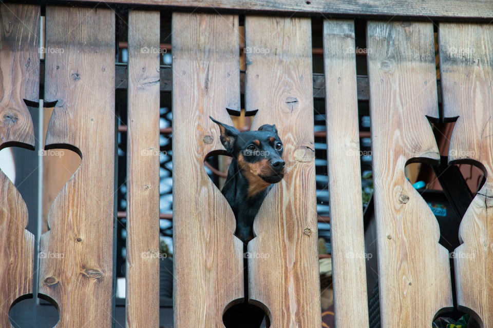 Dog looking out from hole of a gate