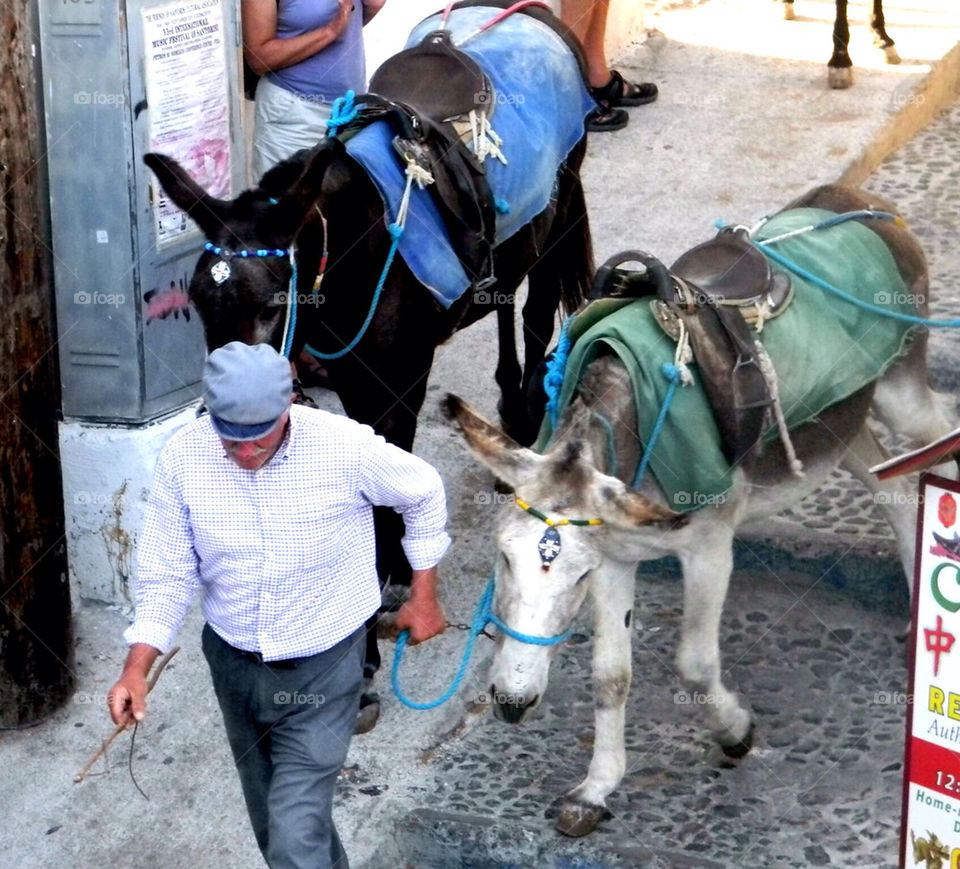 Mules in Santorini