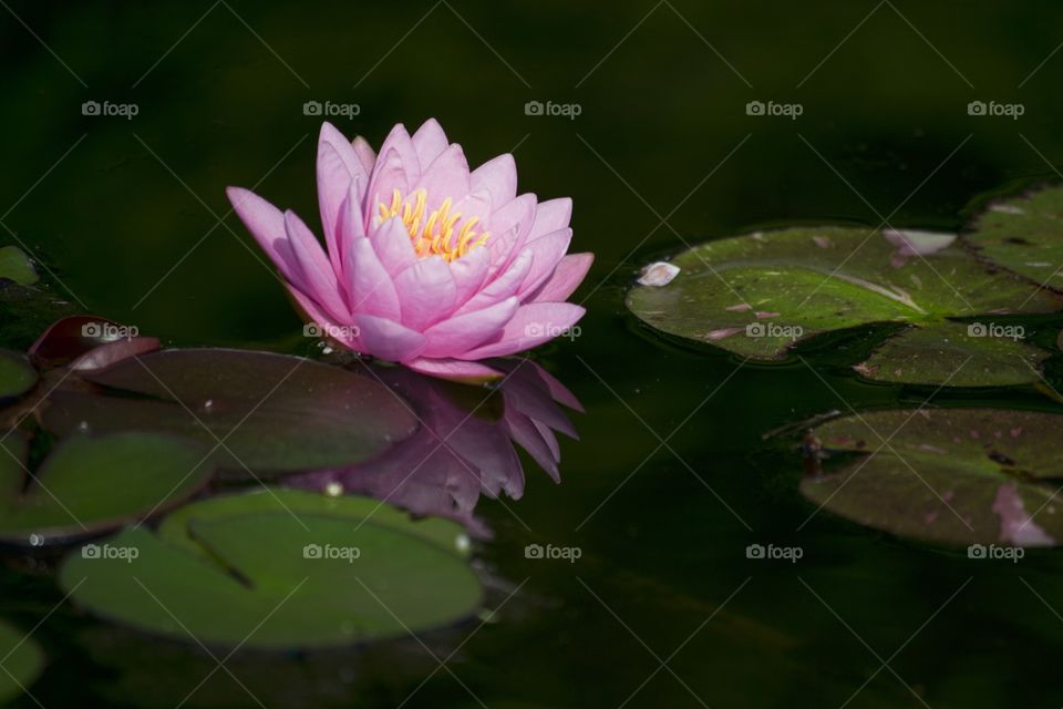 Close-up of pink waterlily
