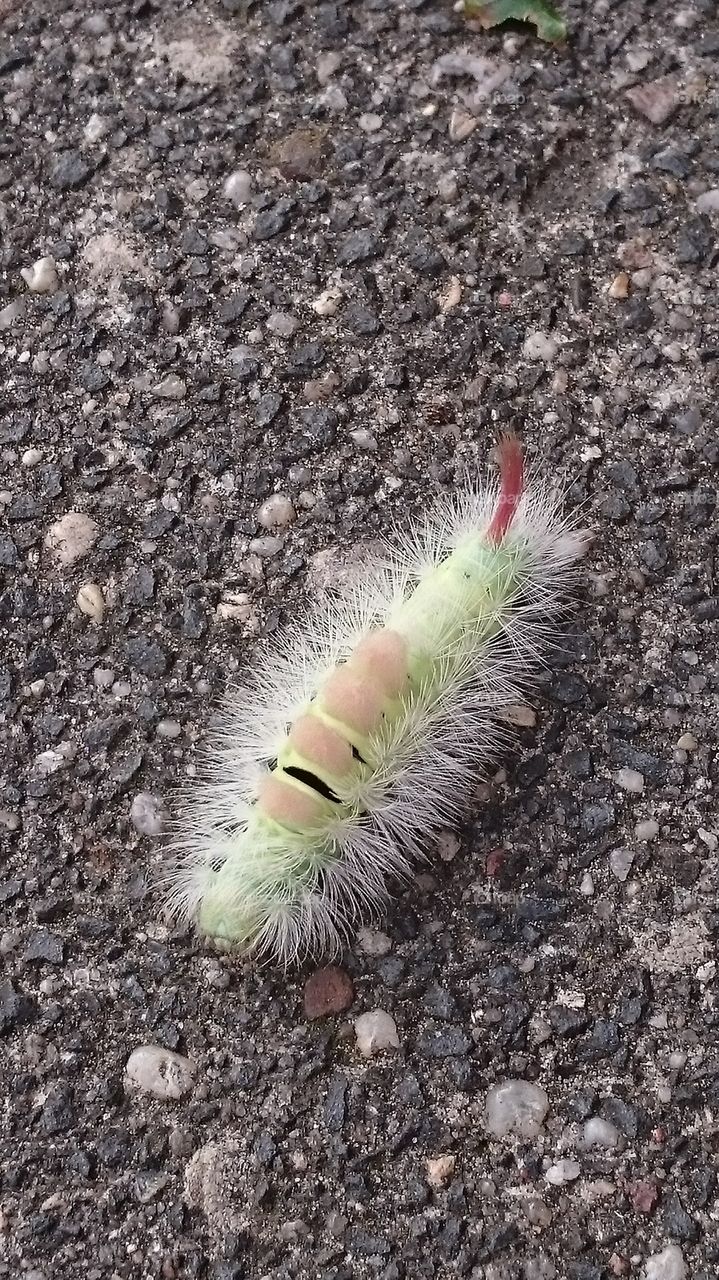 Beautiful caterpillar