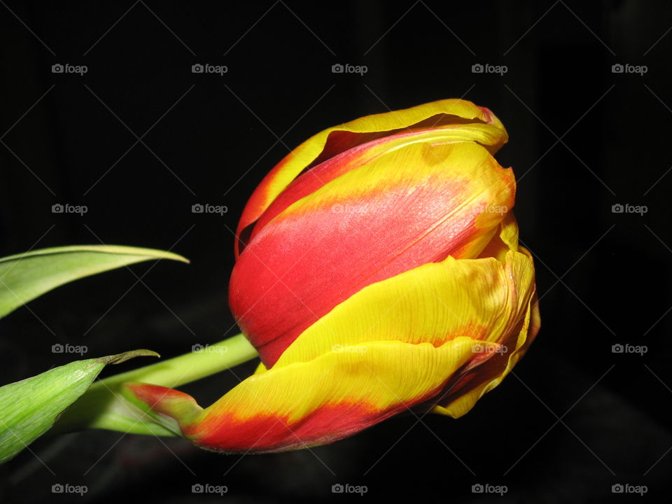 tulip