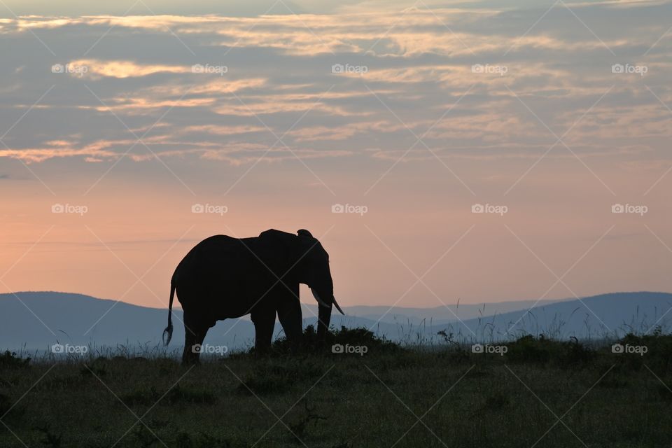 Elephant sunset . Took on safari 