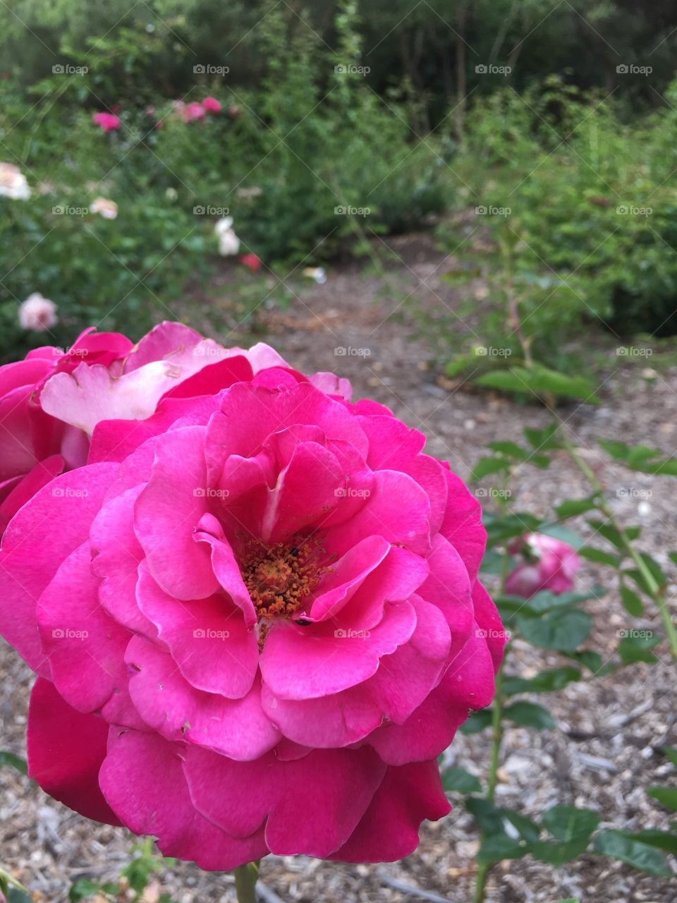 Dark pink double blossom
Rose 