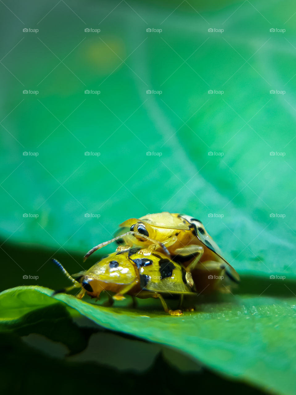 Yellow tortoise shell beetle