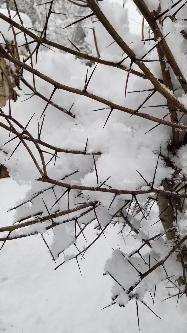 Hawthorn Tree With Snow