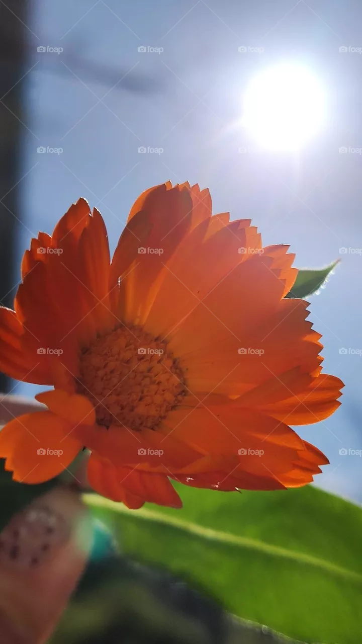 Calendula