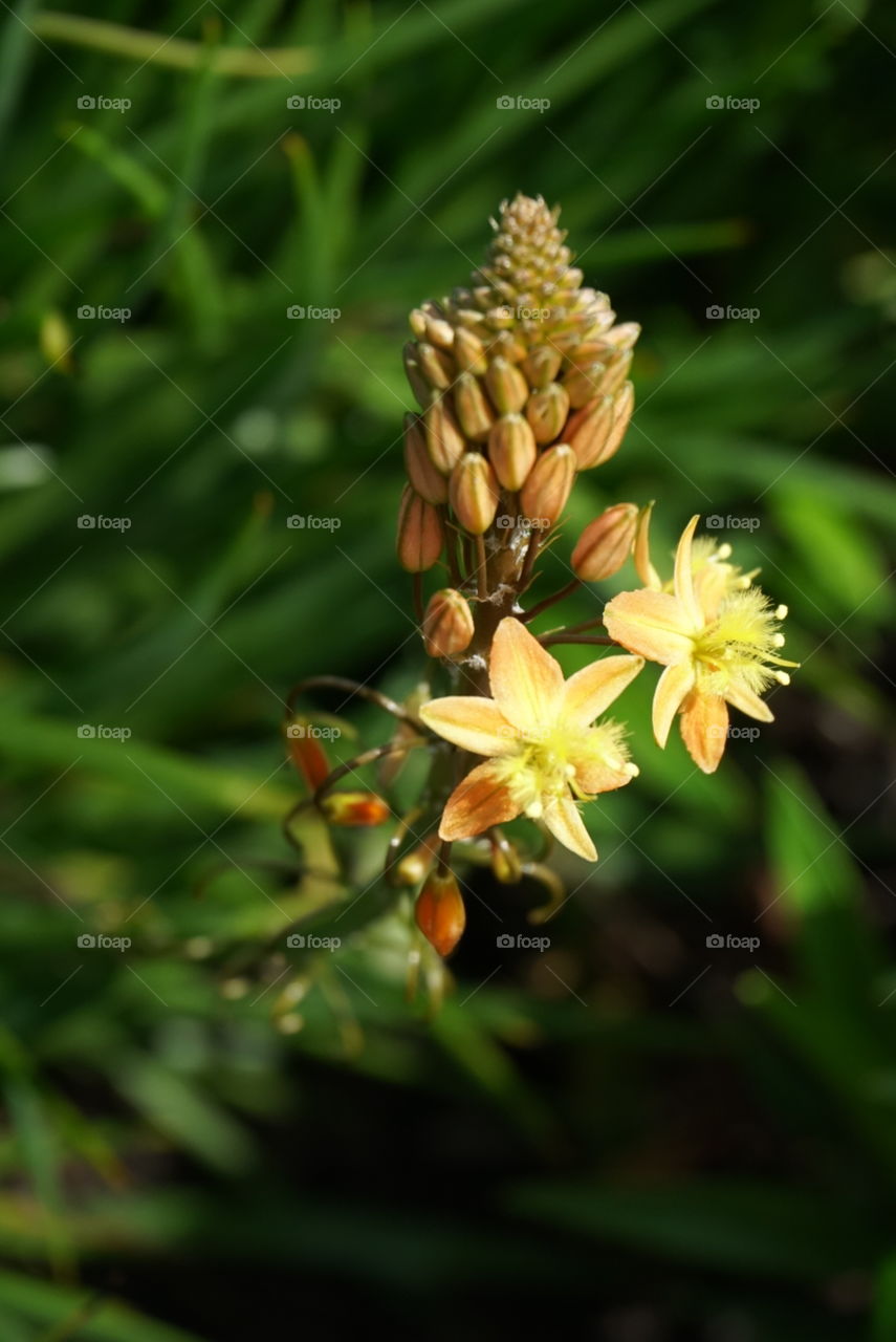 spring flowers