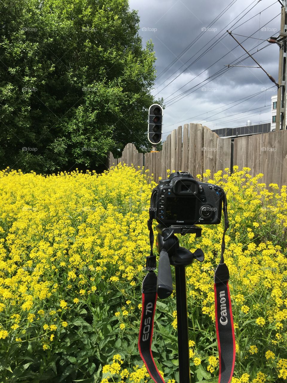Shooting with the photo camera of rapeseed flower 