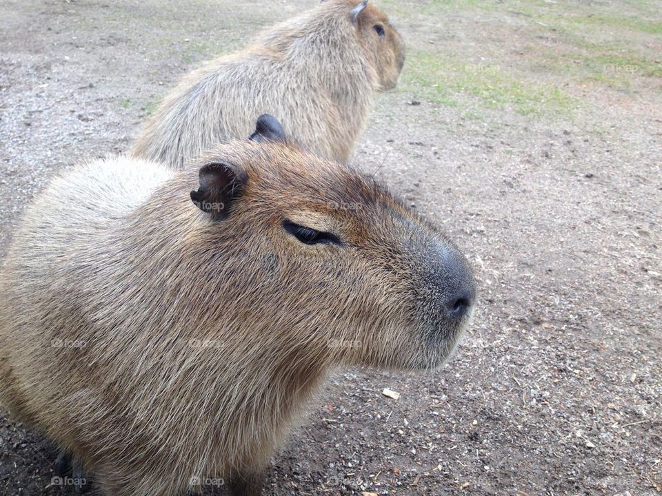 Capybara 