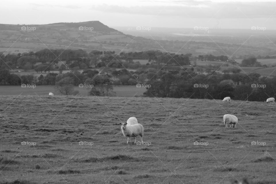 Views of Cheshire whilst being watched 