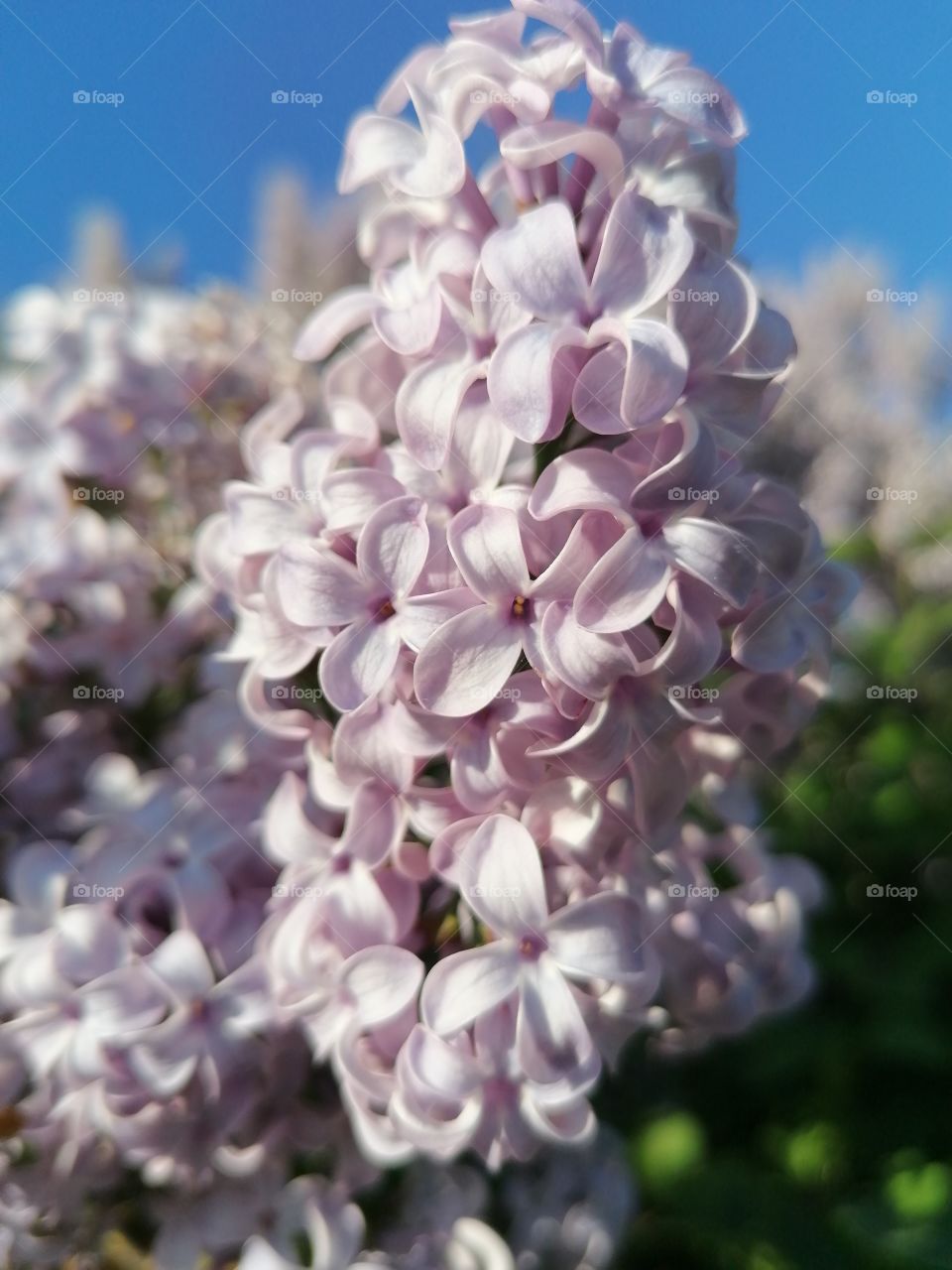 Lilac