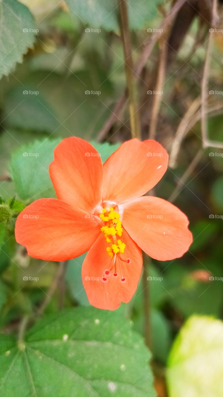 Awesome Orange Swamp Mallow is lovely.