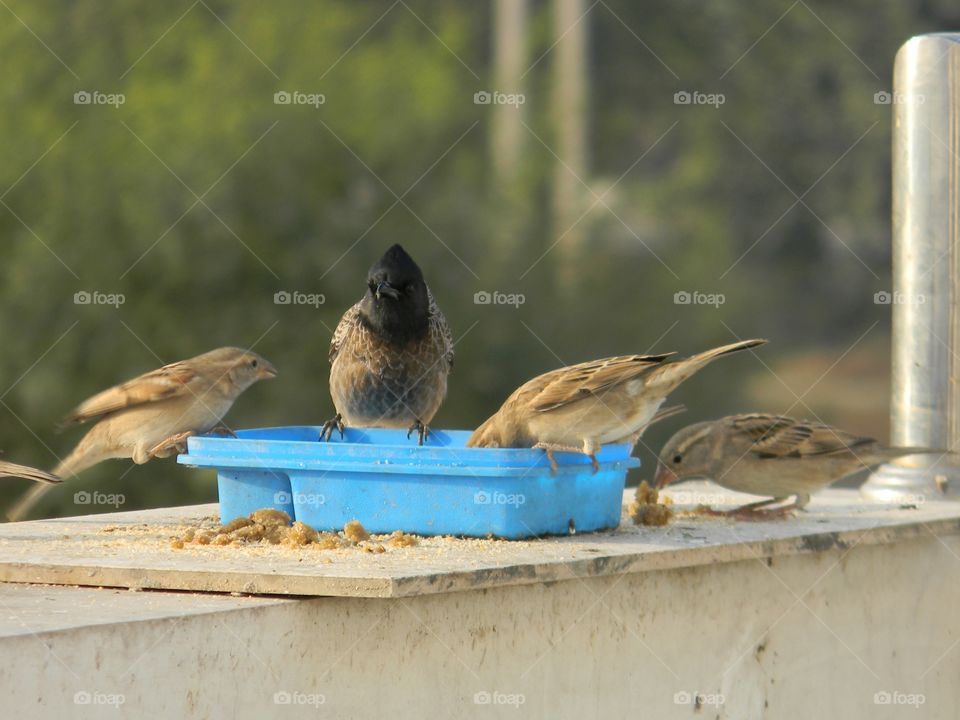 A story telling picture depicting unity, thirst and hunger of these birds.💯📸Bird watching is my favourite hobby.🤩