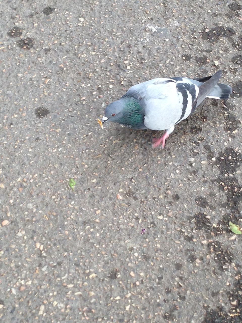 Eating pigeon 