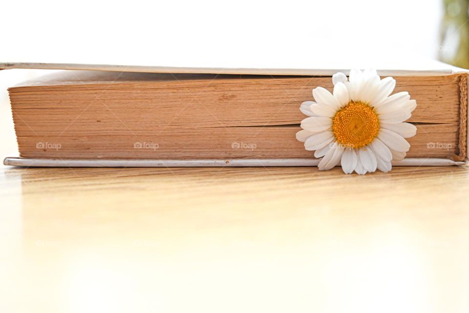 A daisy in a book
