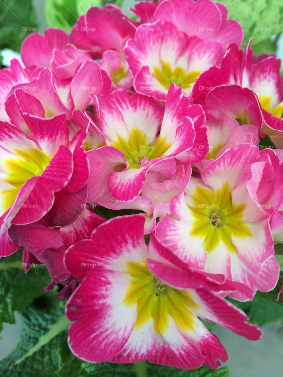 Pink and yellow spring flowers