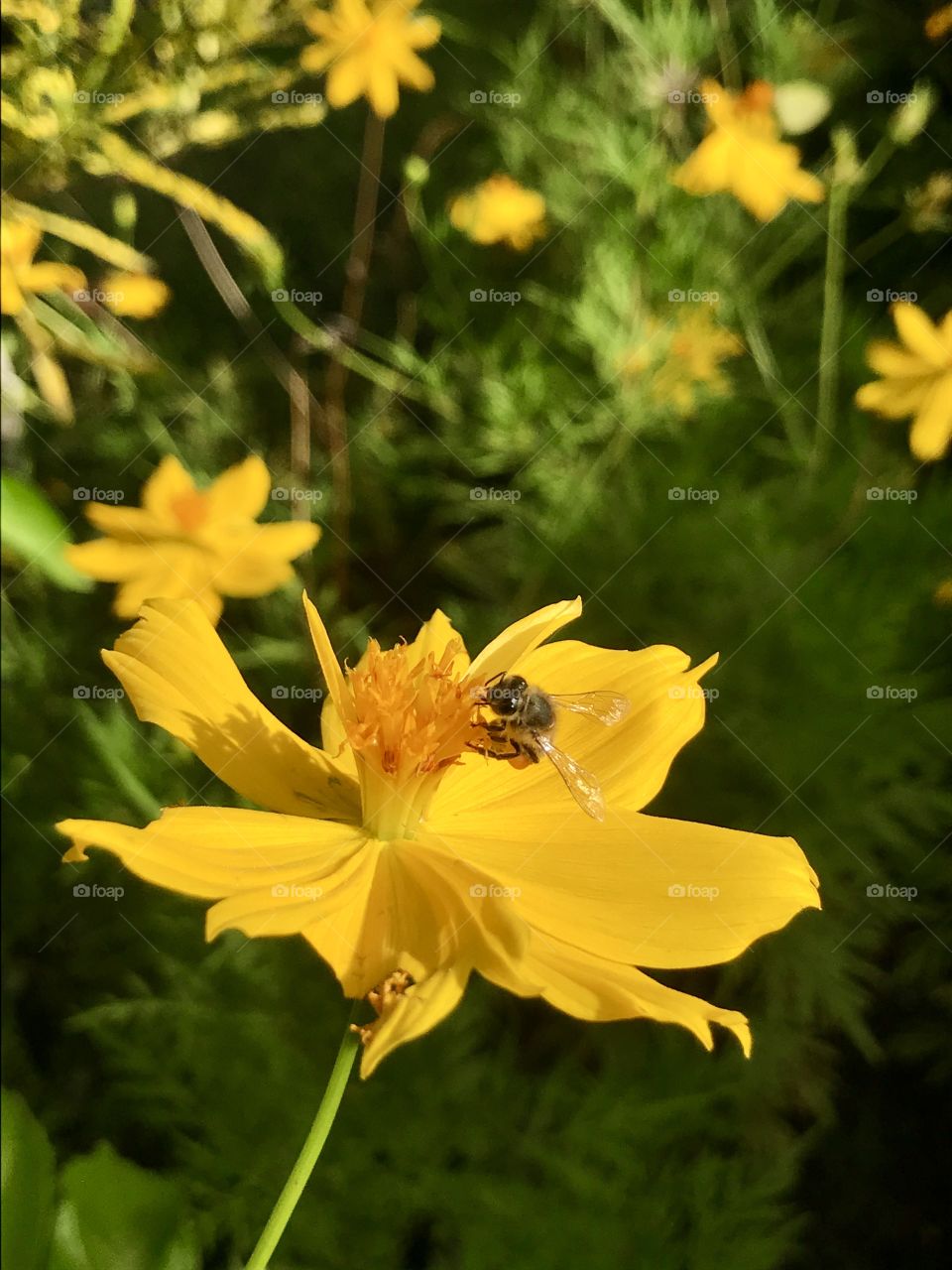 a bee collecting nectar on the yellow flower