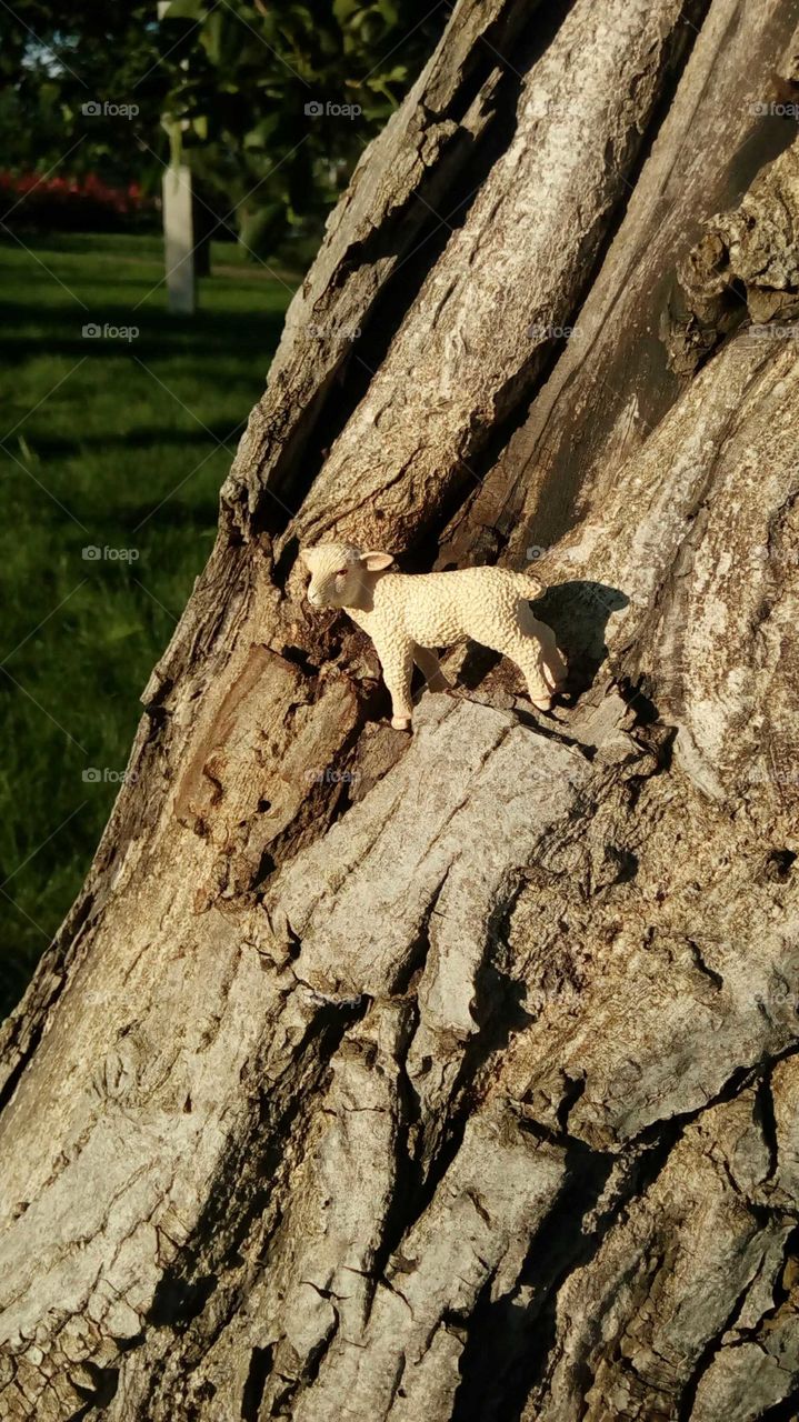 Little sheep climbs the tree