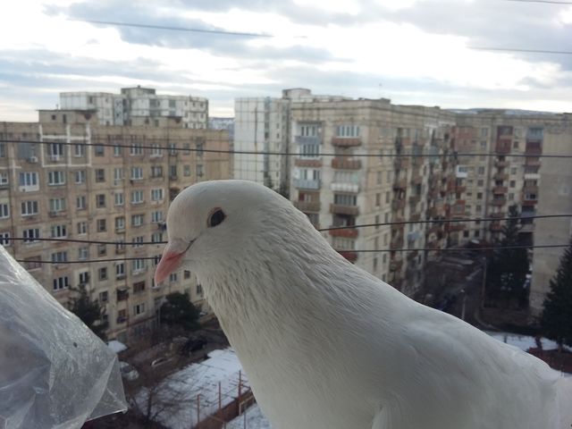 Pigeon 10