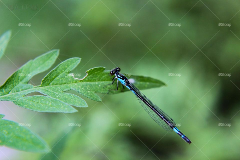 original dragonfly photo. These insects stay around our natural spring and love to show off their flying skills.