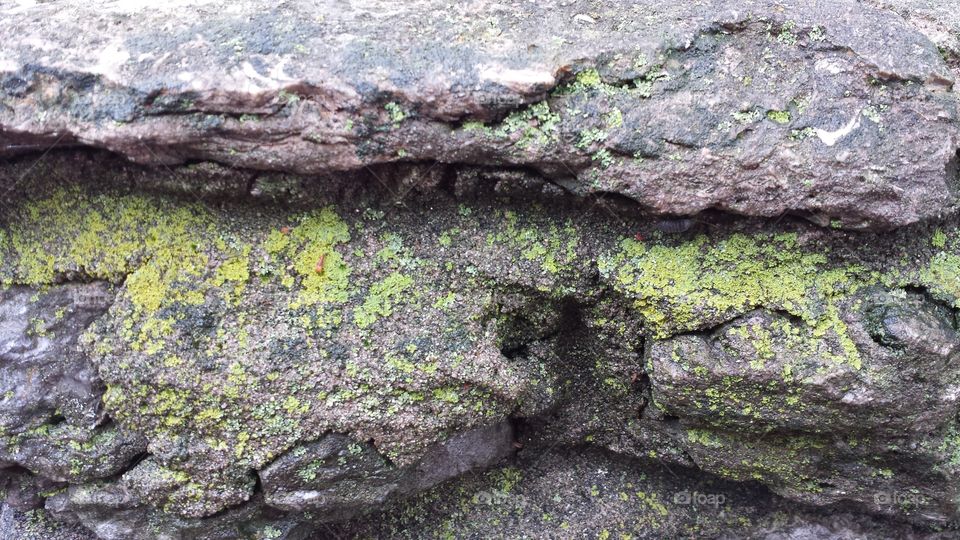 moss. rock wall