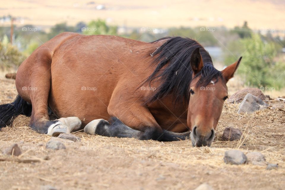American wild mustang horse lying down 