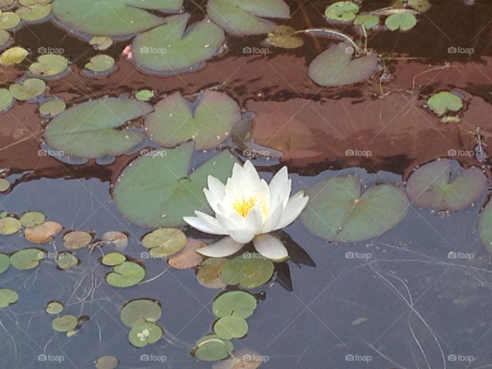 Näckrosdammen utanför mitt arbetsrum. Beautiful water lily in Nykvarn.