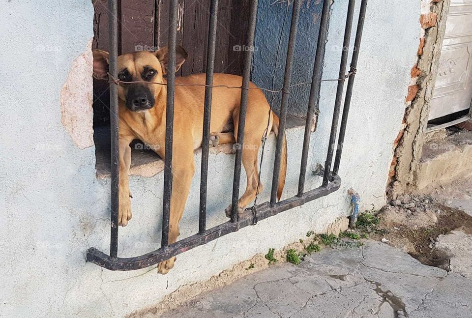 Dog in a doorway along the street