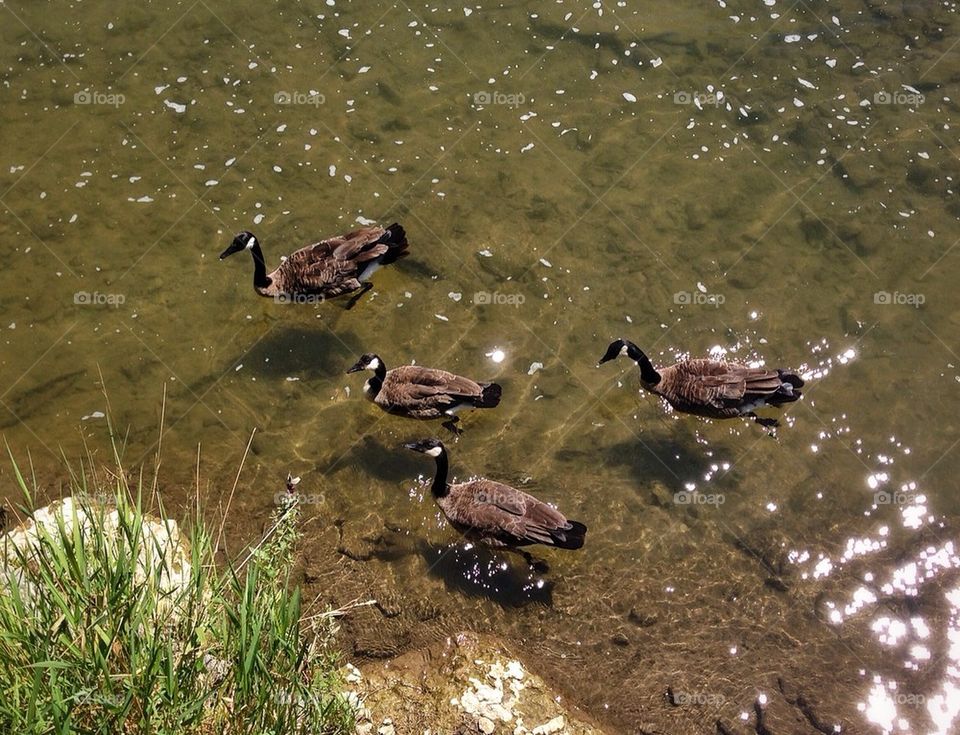 Friendly Geese Following