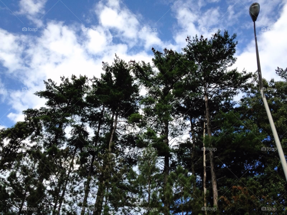 sky green tree clouds by jmh