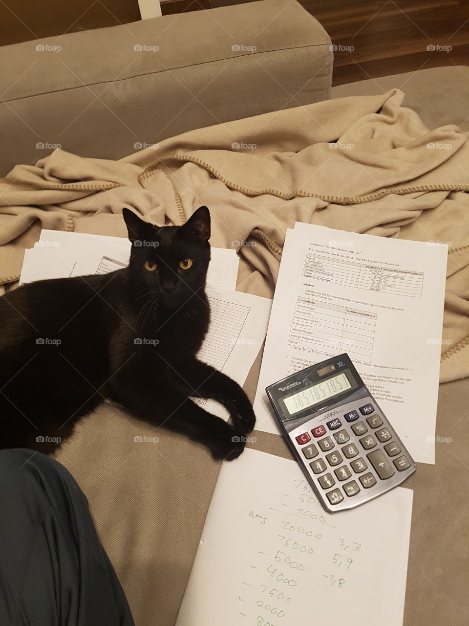 Learning with a cat